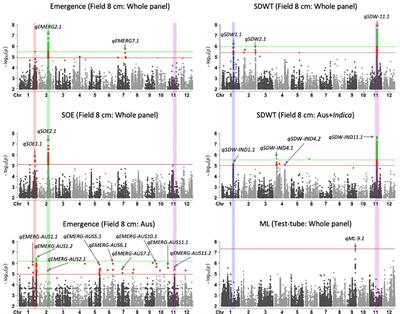 Genome-wide association analysis for emergence of deeply sown rice (Oryza sativa) reveals novel aus-specific phytohormone candidate genes for adaptation to dry-direct seeding in the field